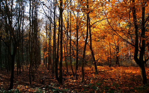 1717486 (a): :2500x1563